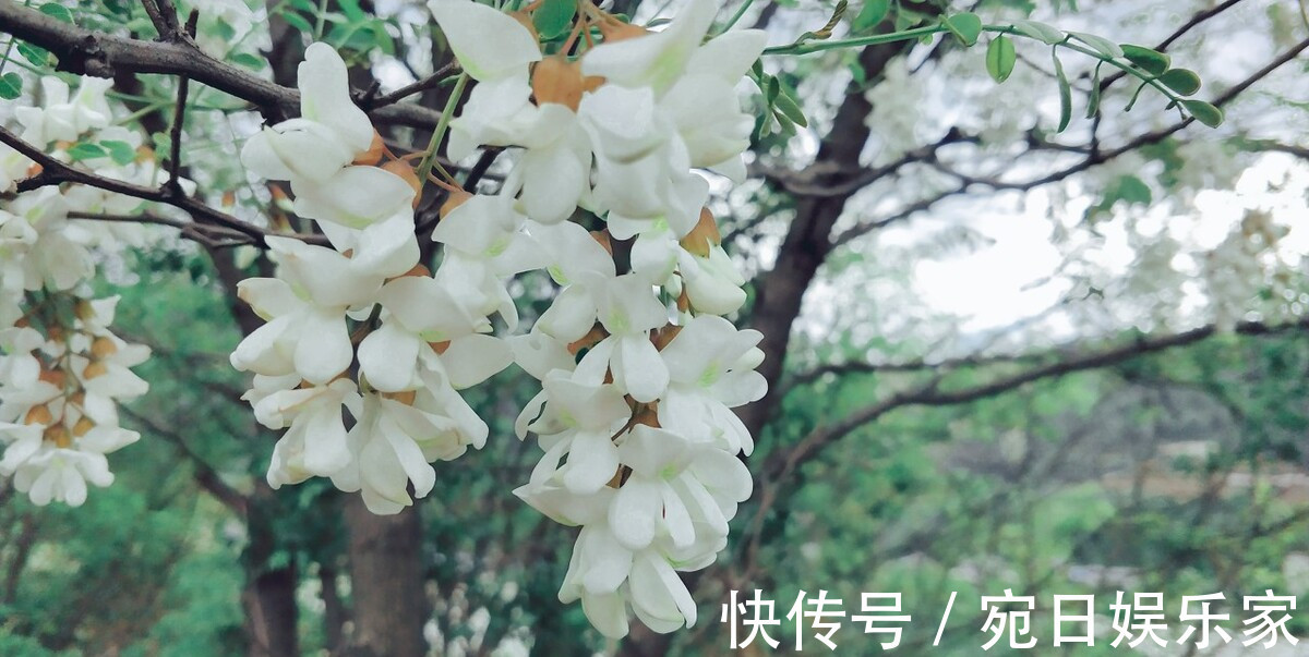 槐花|槐花颜色不同区别大，教你正确的挑选方法，学会不要乱吃了