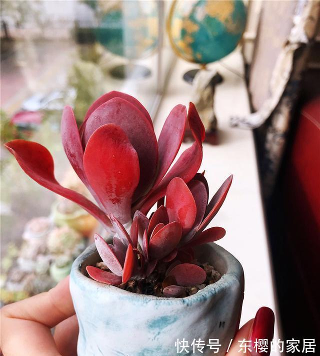 夏天|张大哥养肉10多年，总结出4个“耐热品种”，肉迷都喜欢