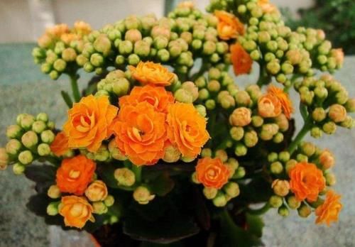 才能|养花烂根,别总怪浇水多,土里掺上它才能“治本”