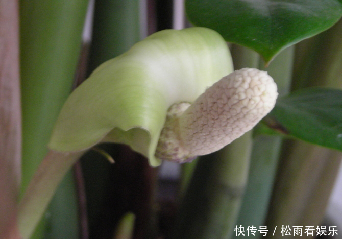 养了十多年的普通花草,竟然都能“开花”,看你家有吗