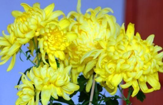 黑莓|女性可以常吃3种食物,排毒养颜、延缓衰老,好处多多!