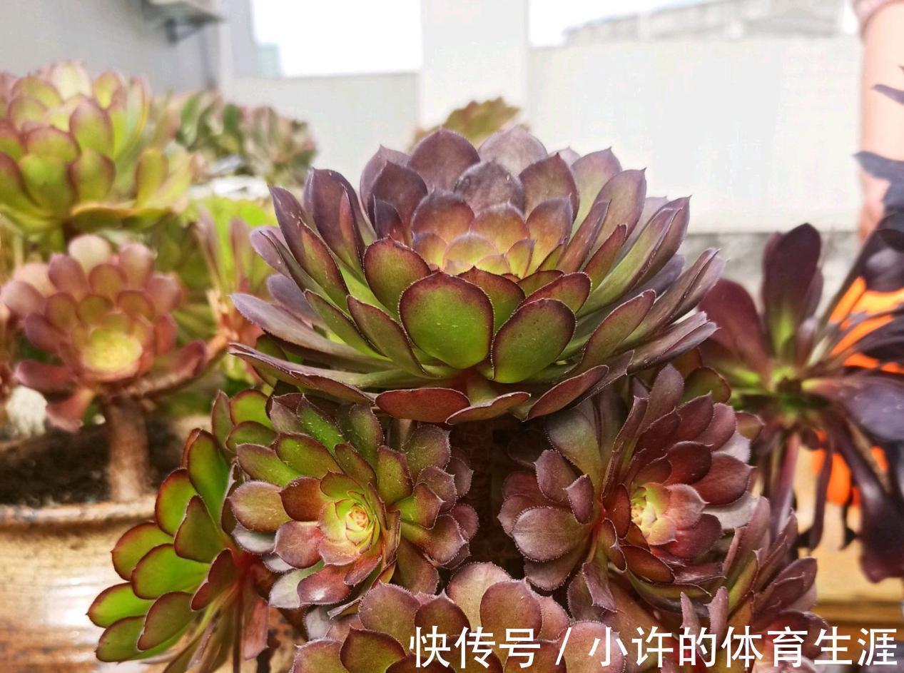 不受冬季低温干扰的多肉法师,盆栽该怎么打理?