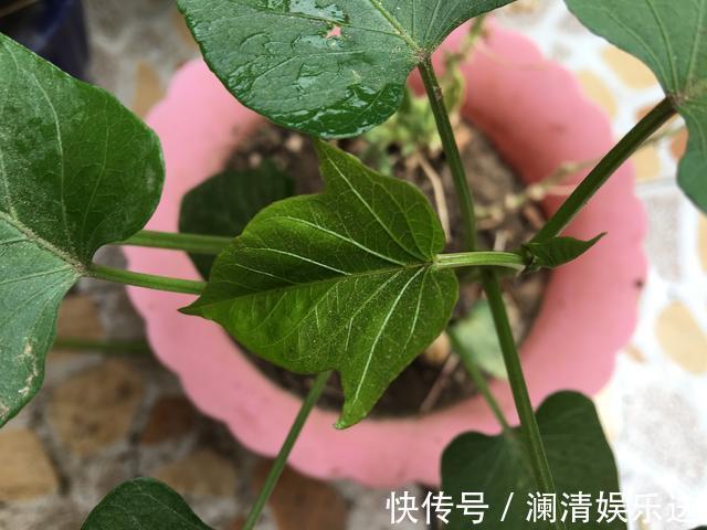红薯地瓜|秋天剪下1根红薯藤,插盆土里,一个冬天吃不完,收获一茬又一茬