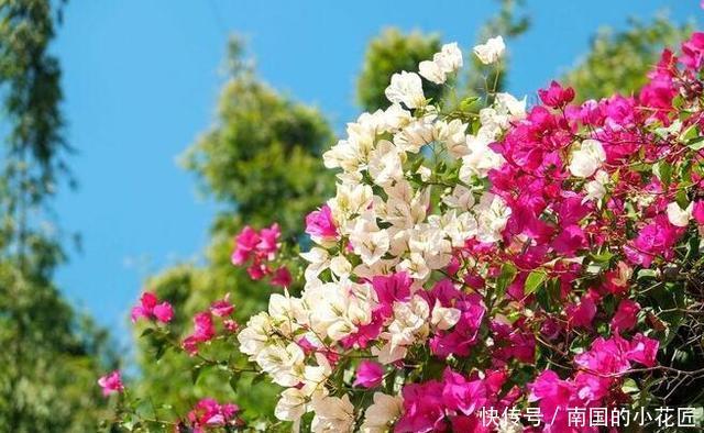 简直|家里养了这些花,简直美哭了