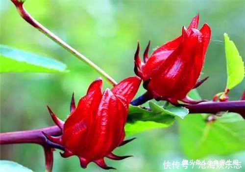 白刺果|女性不要太節儉，多吃4種食物，排出毒素，補血益氣，保護心血管