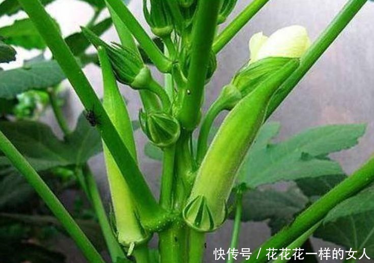 养护|阳台种花养草,不如种几种菜,养护简单又美观,好看好吃,吃不完