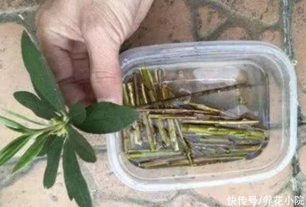成活率|扦插花卉,枝条放2种水里泡一下,生根快容易成活