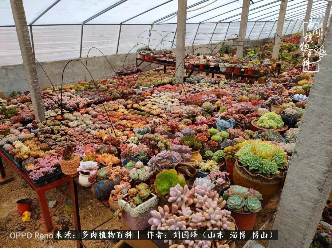贵的不一定是对的,你的多肉究竟值多少钱附冬季养护攻略!