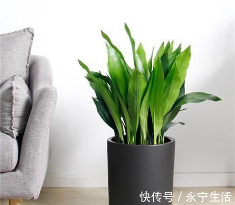 植株|卧室、客厅必养的5种花,甲醛少、空气好,家人身体倍儿健康