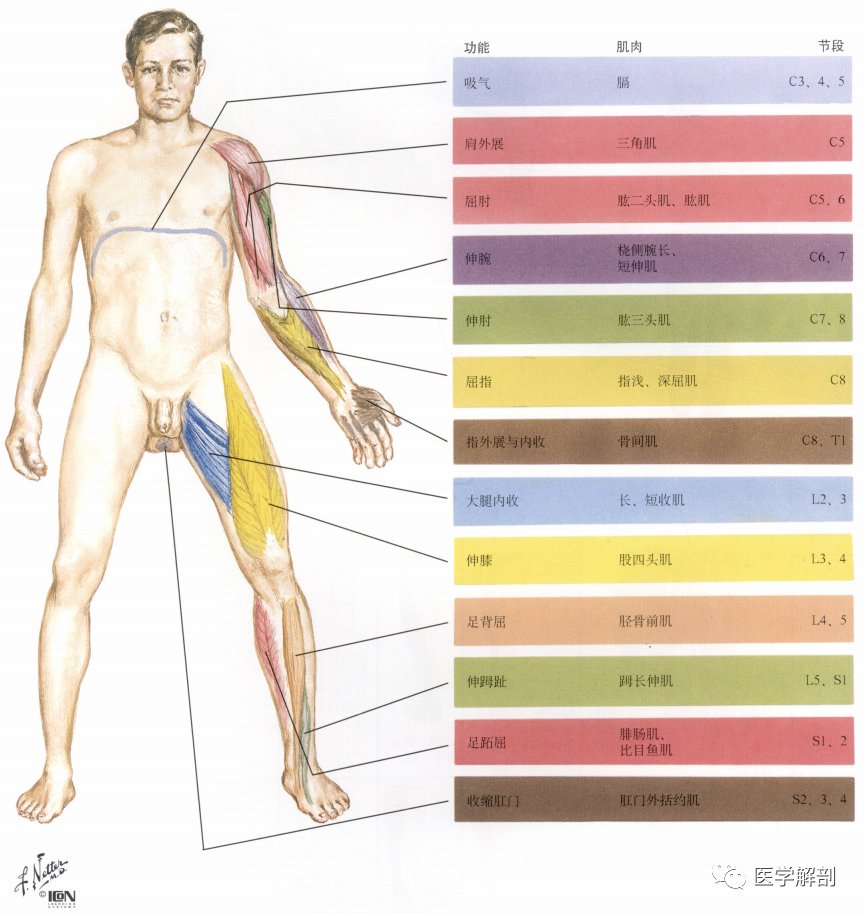 脊髓与脊神经|奈特解剖图谱 | 解剖图谱