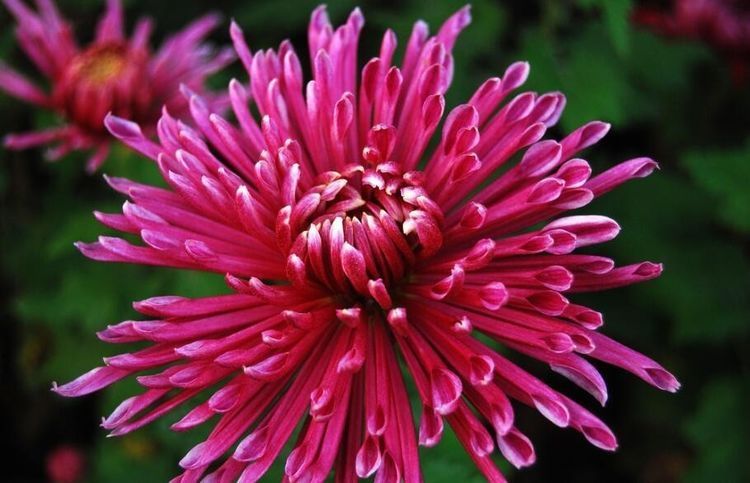 喜欢菊花,不如养盆“菊中精品”红宝石,似灿烂红霞,红艳美丽!