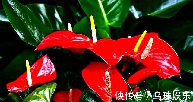 红掌长侧芽,这样处理,老叶不发黄,新叶蹭蹭冒,一叶一花开爆盆