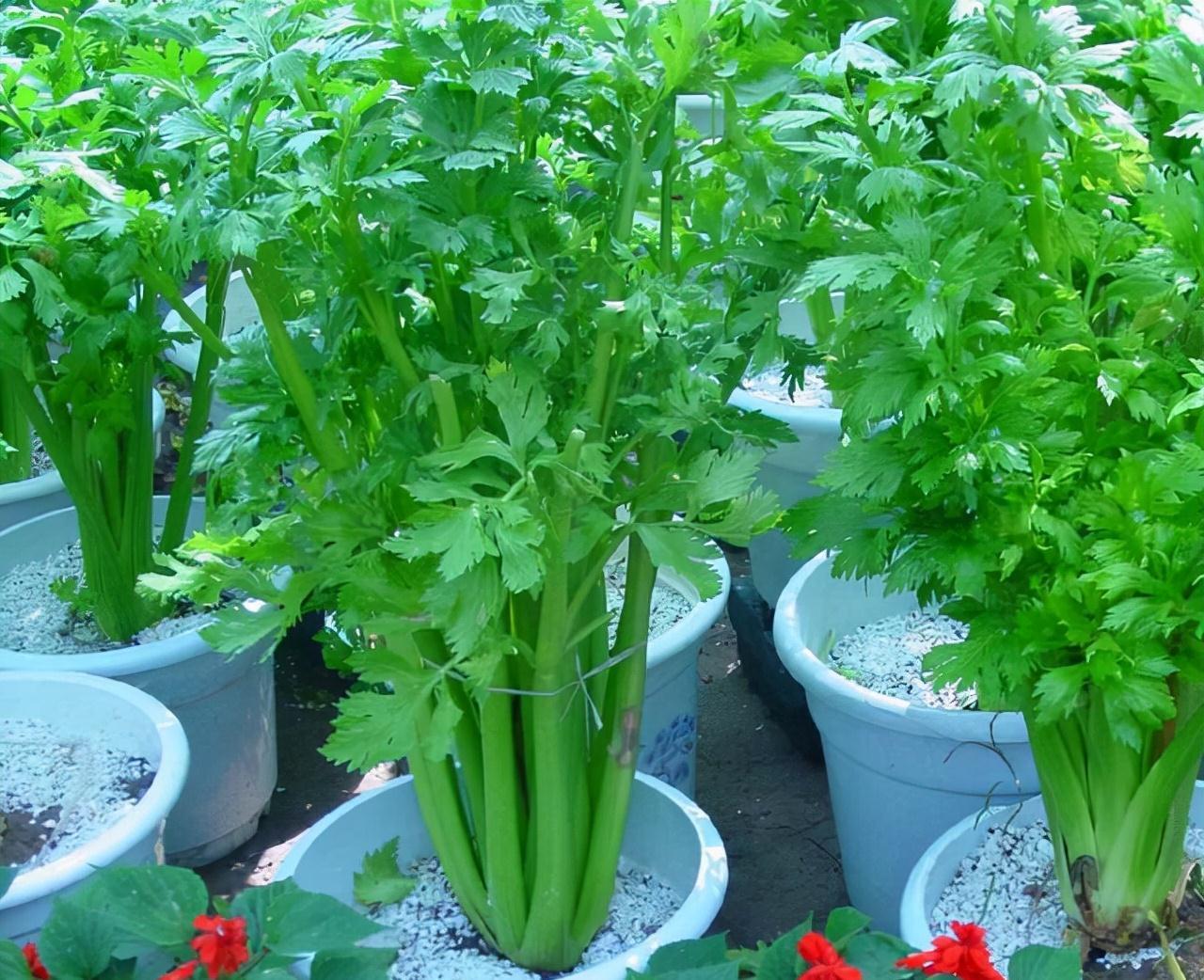 种植|5种“菜根”别扔,插进花盆,浇浇水,半个月长成“小菜园”