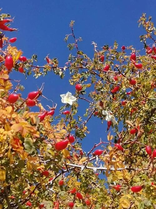 看完文章才知道,中国月季不止今天的美丽,还有辉煌的曾经