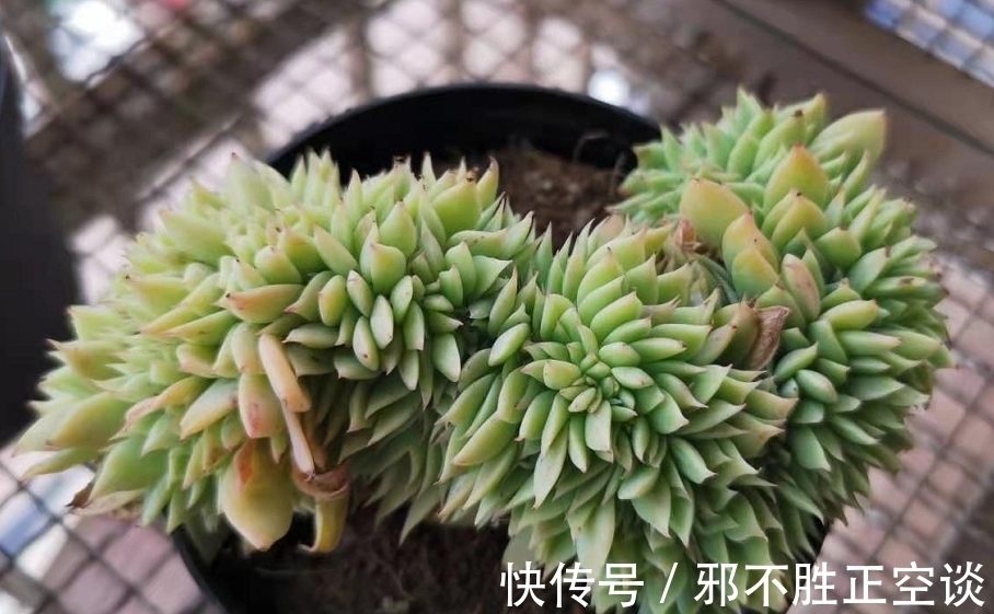 多肉翻盆后需要浇水吗?当然需要,否则湿度不够它们无法顺利服盆