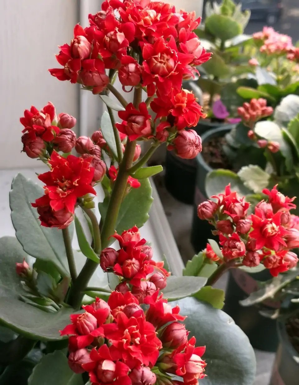 花色|75个长寿花品种,一个比一个美,一起来认识一下吧!
