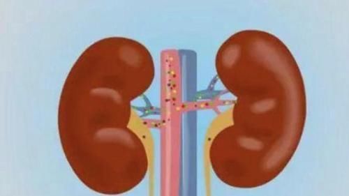 美容养颜|要想补肾,早餐吃此物“3颗3次”,肾脏一天比一天年轻有活力