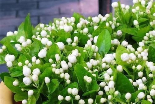 茉莉花有4喜,了解掌握,开出层叠群花,满屋都是花香