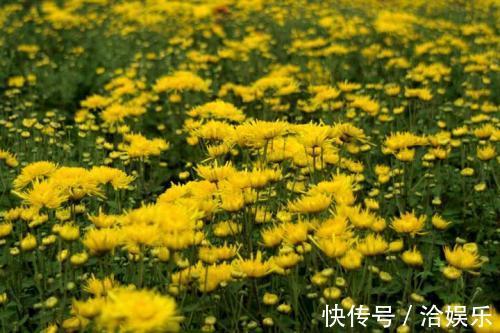 北堂|令人美到窒息的花语,世界最美的花语是什么