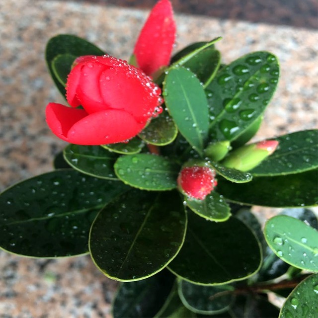 我国最顶尖的盆栽,花开180天,比桂花都香十倍,不仅耐看更好养