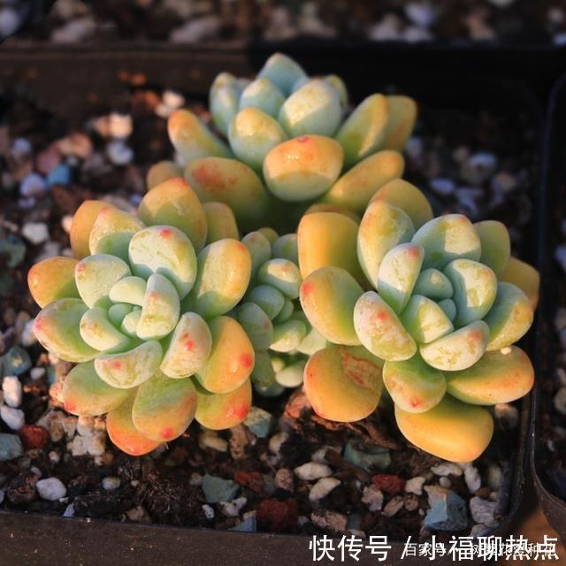 这10种多肉不太好养,爱黑腐、化水,养起来没有成就感