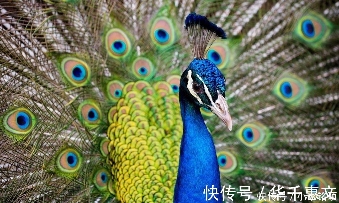 封神榜|封神榜:圣人之下无敌手的孔宣,却接连栽在此女手中,她是谁?