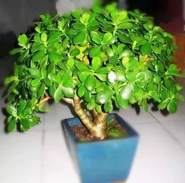 太阳花|懒人就选这些养不死的植物,简单方便