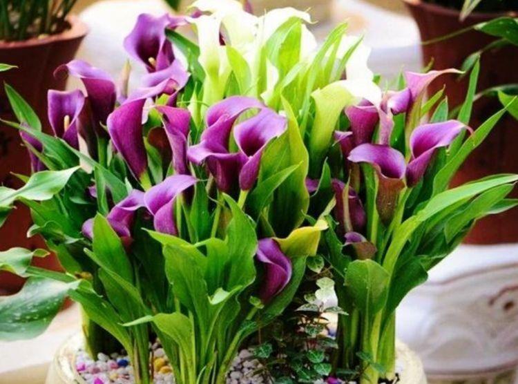 4种花养家里,芳香令人愉悦,好养易活颜值高