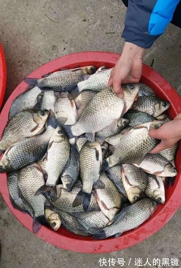 冬天找钓位重要技能:看水色,鱼儿越冬之地水色不同