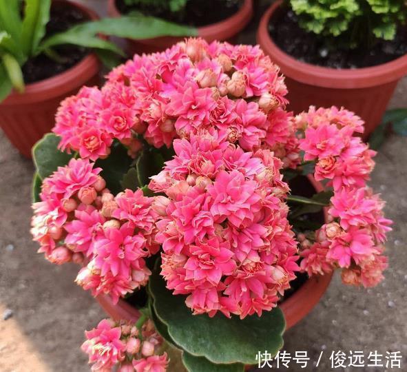 现在逛花市要“捡便宜”,3种花拿回家,稍加伺候就能再次开花