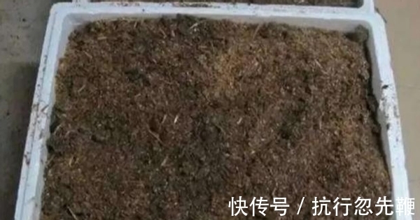 陶粒|4个养花好介质，便宜又实用，盆栽什么植物都能用