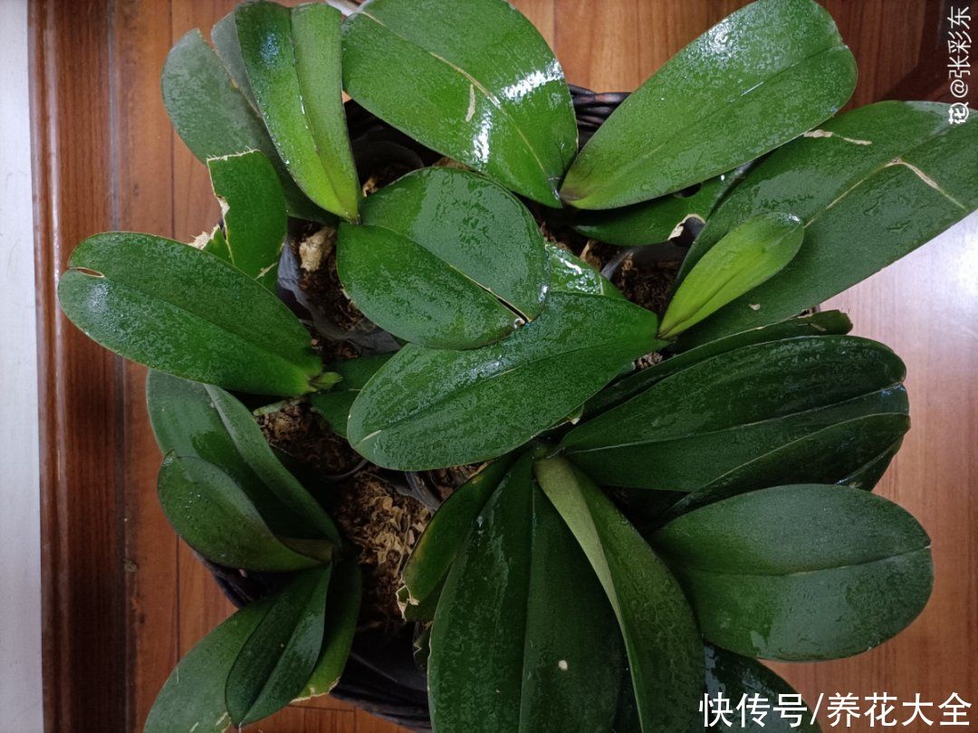 最怕晒的10种花，赶快搬进屋，否则会死掉