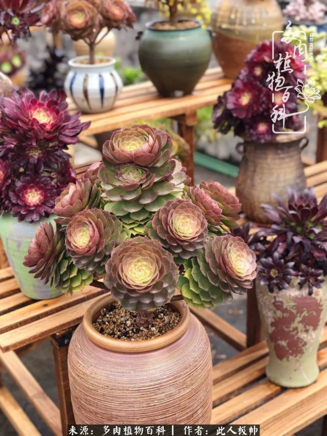 骄阳艳玫瑰，梦幻魔法师！独爱你的百媚千红！