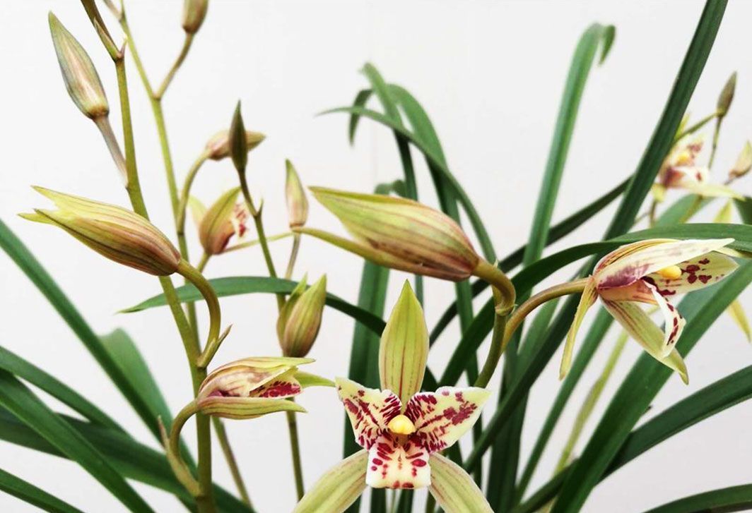 养花试试这几款,宽大的叶上开着红花非常有观赏价值