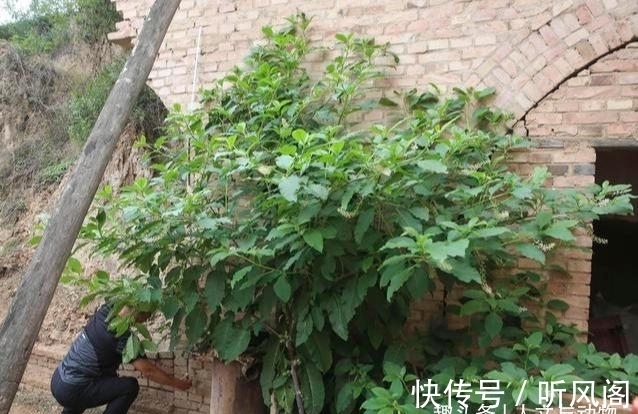 邻居|鸟粪落入8旬老奶奶家中,长出野参树邻居说值10万,到底是真是假