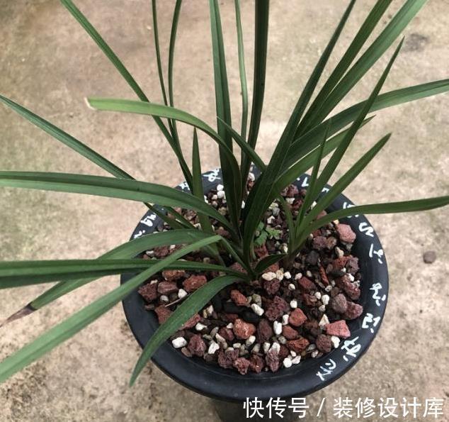 主因|植料对兰根很有影响，植料不是兰花养好根的主因