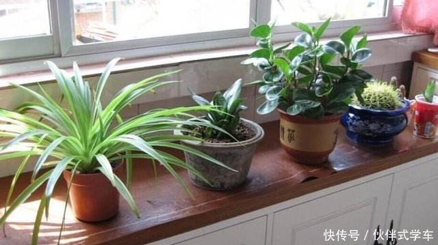 王大伯养花不施肥，反而给花吃“农作物”吃完植株蹭蹭长！