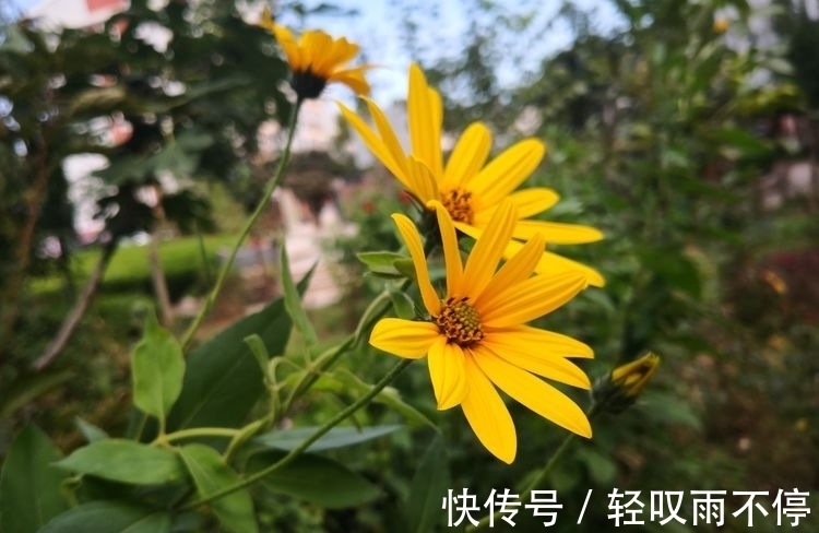 晓露@七律 梦中思(七首)