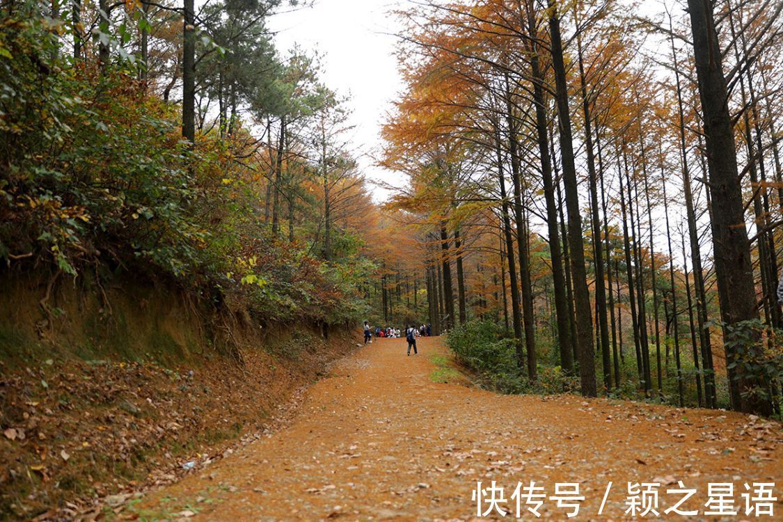 黄金古道|黄金古道，又到绚烂时，到底该怎么走