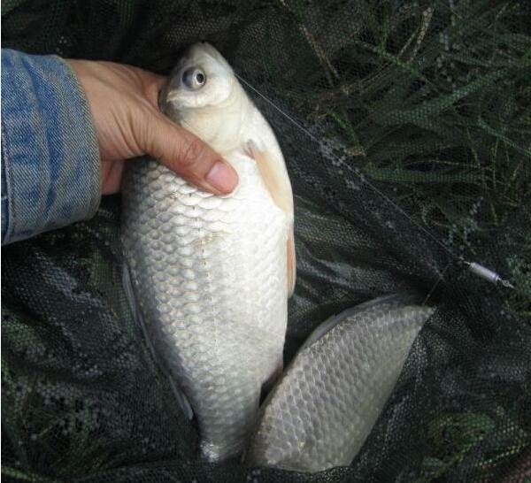 技巧|钓鱼技巧之“扎蛤蟆”钓法,爱钓鱼的你可以看看