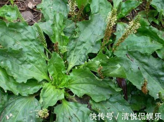 老农们|农村生长在墙角边的野草,老农们用它泡水喝,“止咳”效果好