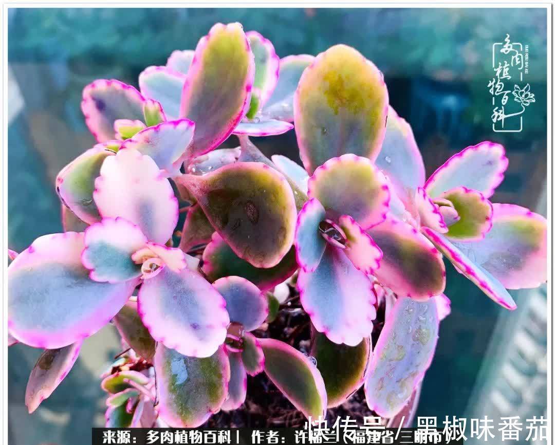 尖尖|养多肉两年,美丽与赏心悦目并存!