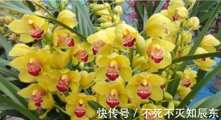 冬天养花试试四款花,花开香飘溢满屋,阳台变温馨花园