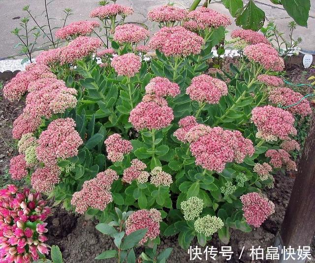 石头缝里的“野多肉”,看到挖几棵,种盆里,能长一大片,美死了