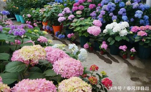 长势|绣球花开败后，及时做好3件事，苗壮芽多，花量翻两番