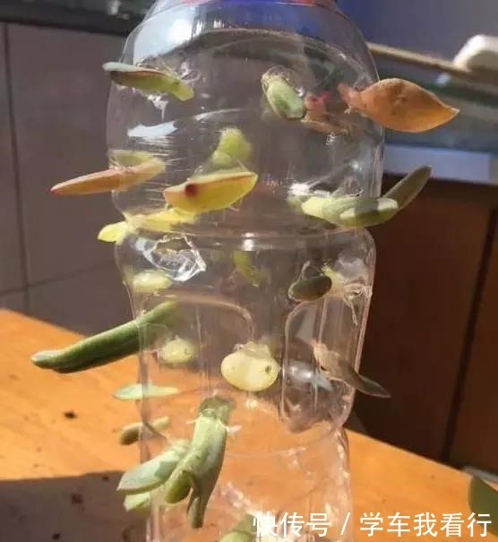 家家都有的塑料瓶,剪几刀变成养多肉“神器”,把玉露养得真水灵!