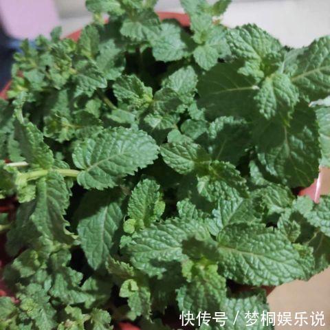 蚊虫不喜欢的三种花,夏季家里务必放一盆,害虫绕道走