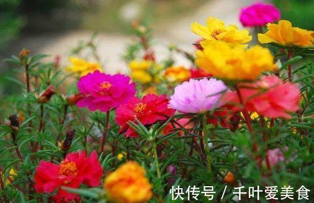 太阳花|此几种花,常年开花不谢,花开一季,花味清香,美翻了