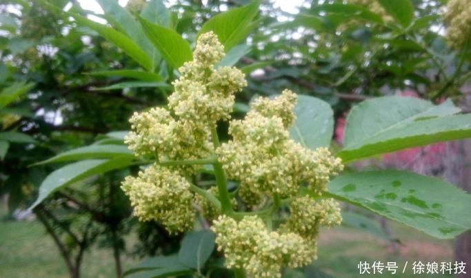 中华本草|此为“接骨木”，专续筋接骨，若你家乡有，请重视