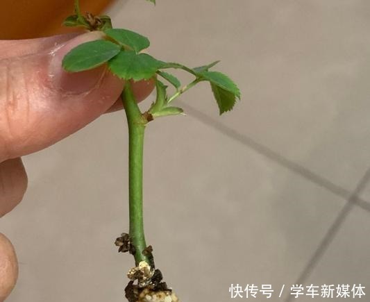 月季之所以生根难,或许是这5点没做好,做好了容易生根!
